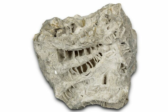 Silurian Dolostone w/ Sparkling Fossil Coral (Fletcheria) - Ohio #346099